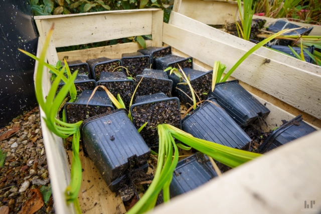 Des plantes destinées au jardin flottant pour l'épuration de l'eau