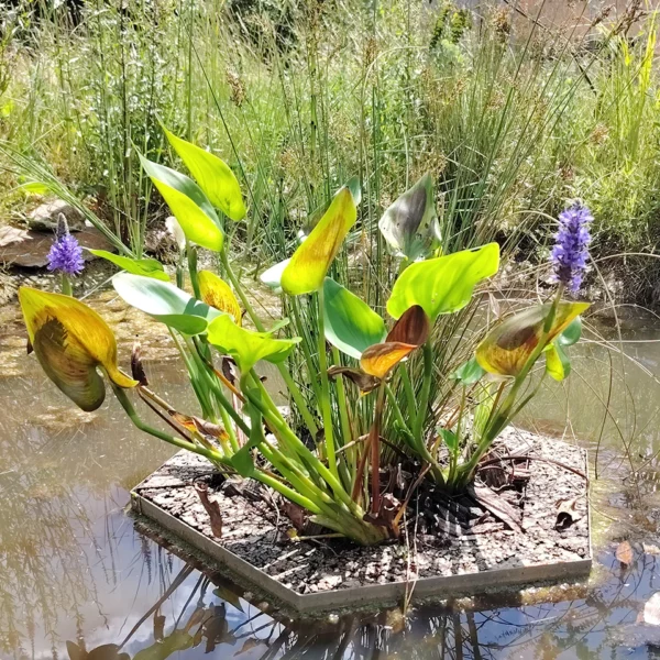 Aloé© mini, un jardin d'eau végétalisé pour vos surfaces aquatiques.
