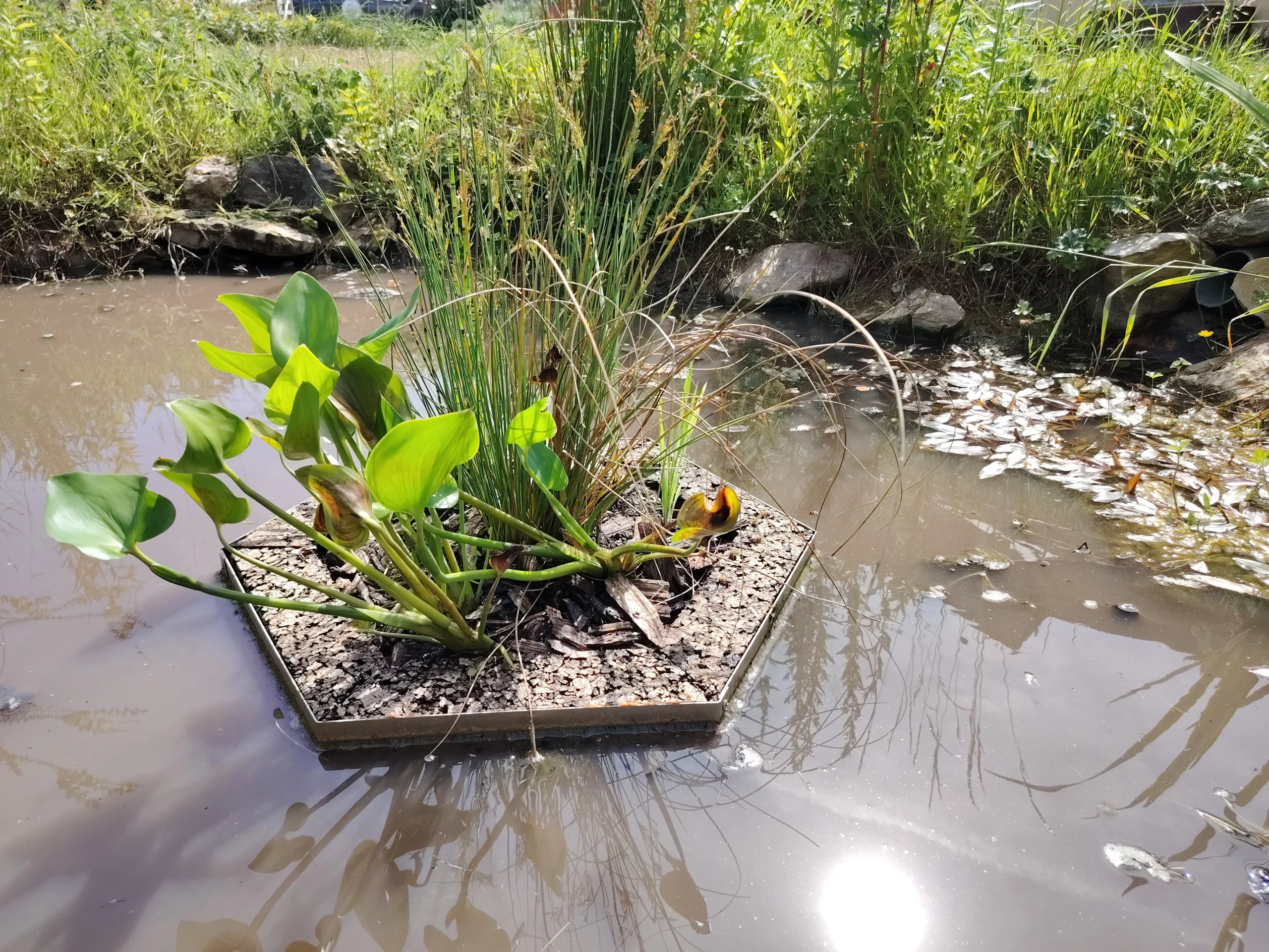 Le module Aloé© mini, la solution à votre mini jardin d'eau pour filtrer, embellir ou protéger la faune aquatique