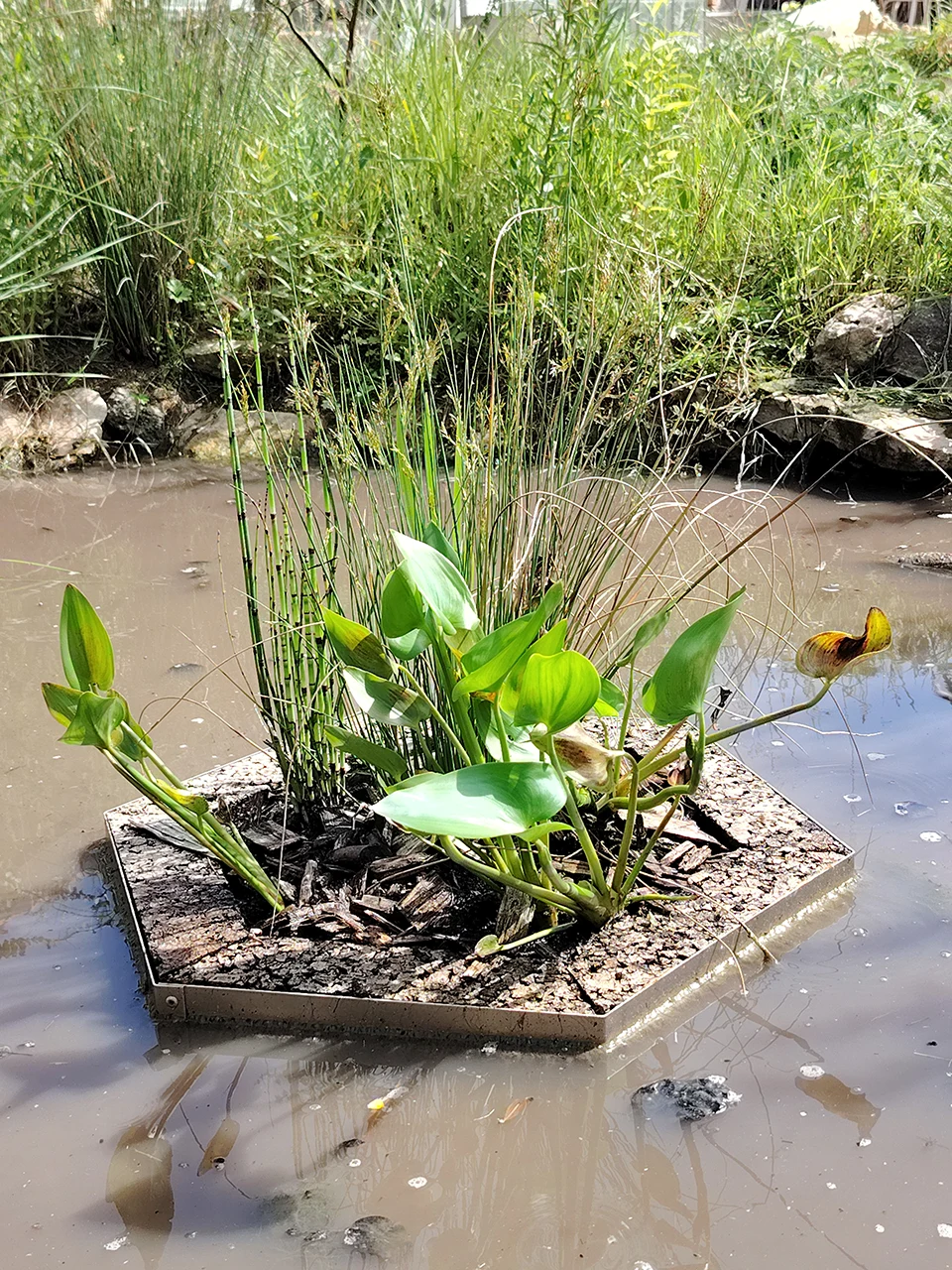 Aloé© mini, un jardin d'eau végétalisé pour vos surfaces aquatiques.