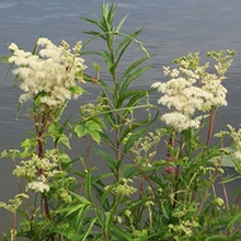 Filipendula ulmaria, idéal pour fleurir les jardin d'eau