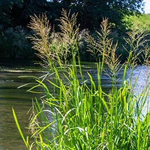 Glyceria aquatica est une plante rhizomateuse qui permet une belle tenue du jardin sur l'eau en sous-face
