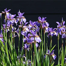 l'Iris versicolor est une plante vivace à rhizome qui permettra une belle tenue de votre jardin d'eau