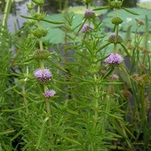 Mentha Cervina est une plante qui fleurira mauve et s'étalera sur votre petit jardin sur l'eau