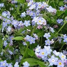 Le Myosotis palustris est idéal pour masquer les bordures de bassins et autres étendues d'eau