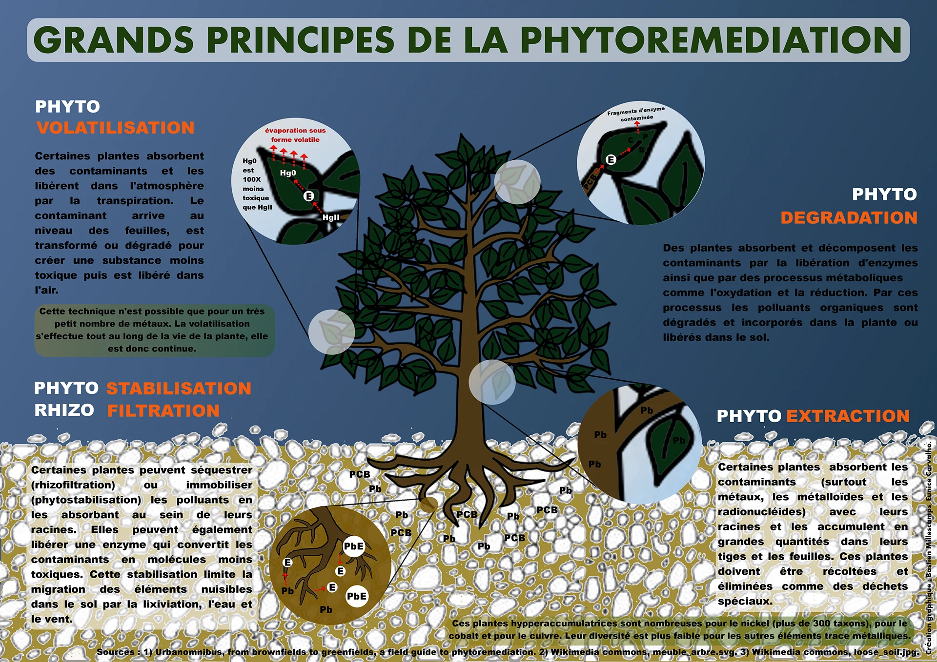 schéma explicaatif du principe de la phytoremédiation