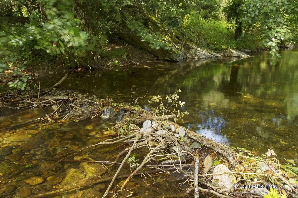 Regénérer les milieux aquatiques avec des tehcniques low tech imitant les barages des castors