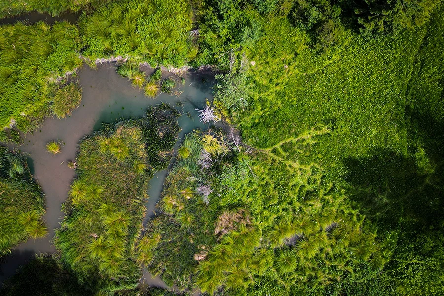 Regénérer les milieux aquatiques à li'mage des barrages des castors