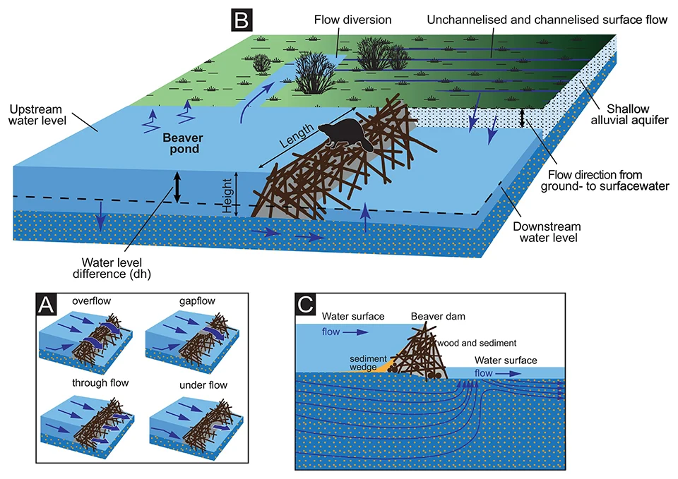 effets hydrologique des ouvrages castor Larsen A et al 2021