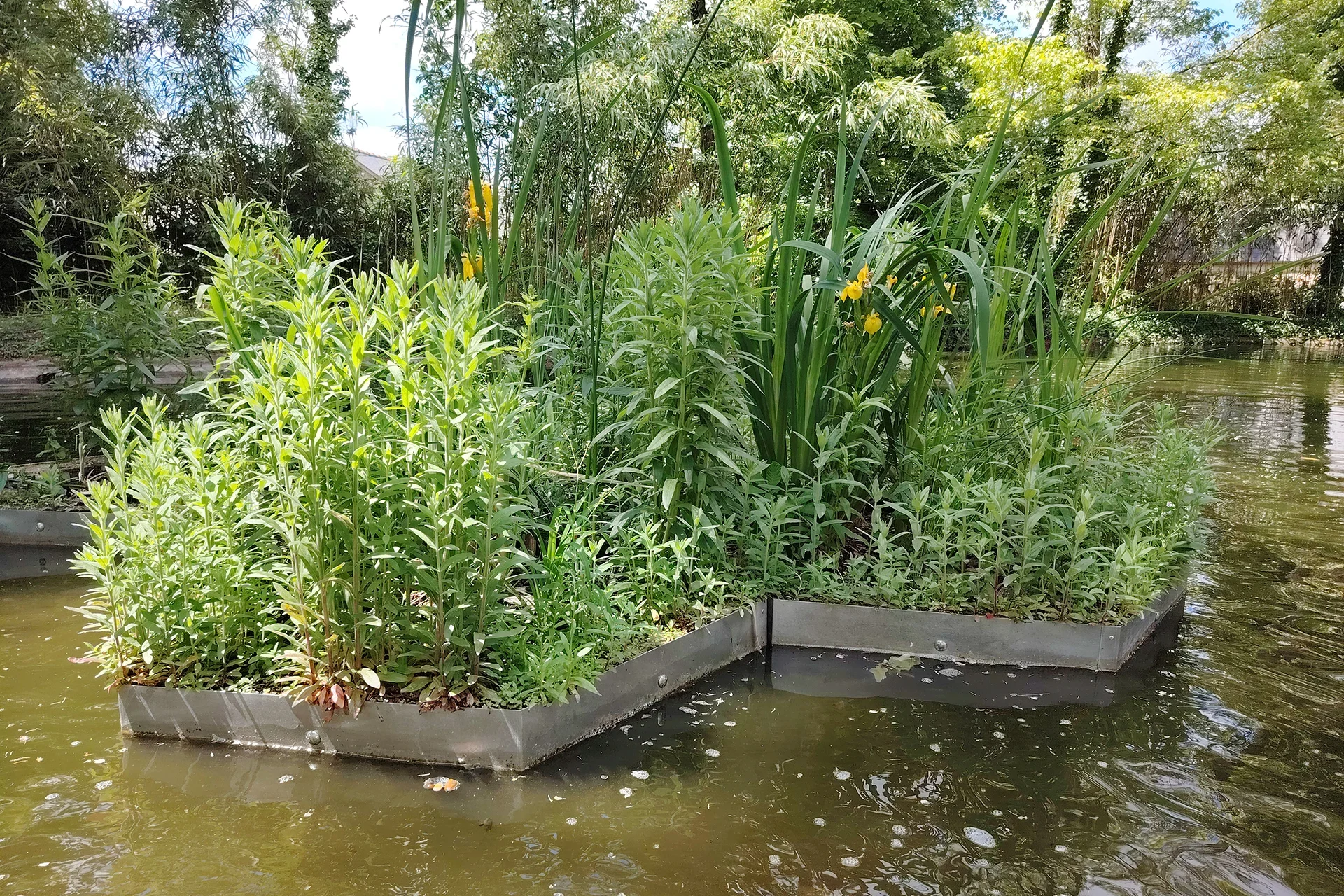 phyto renaturation des milieux aquatiques avec aloe