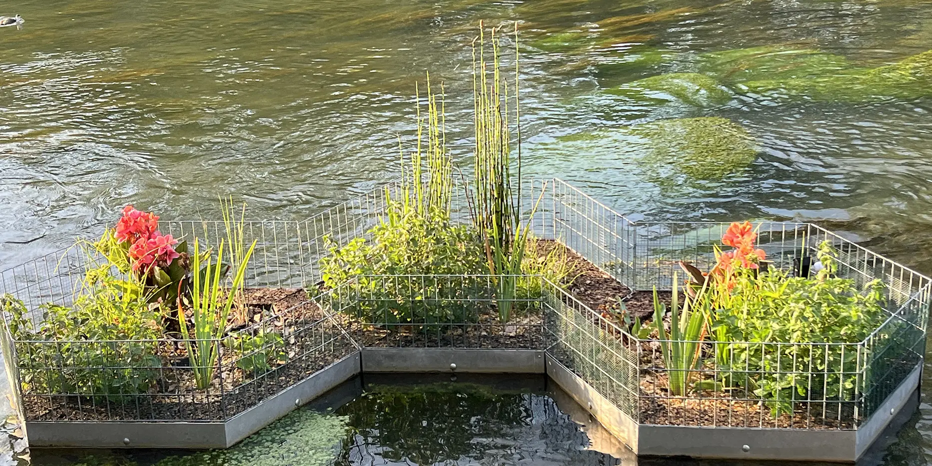 la phyto renaturation des milieux aquatiques avec notre solution de jardin flottant végétalisé Aloe©