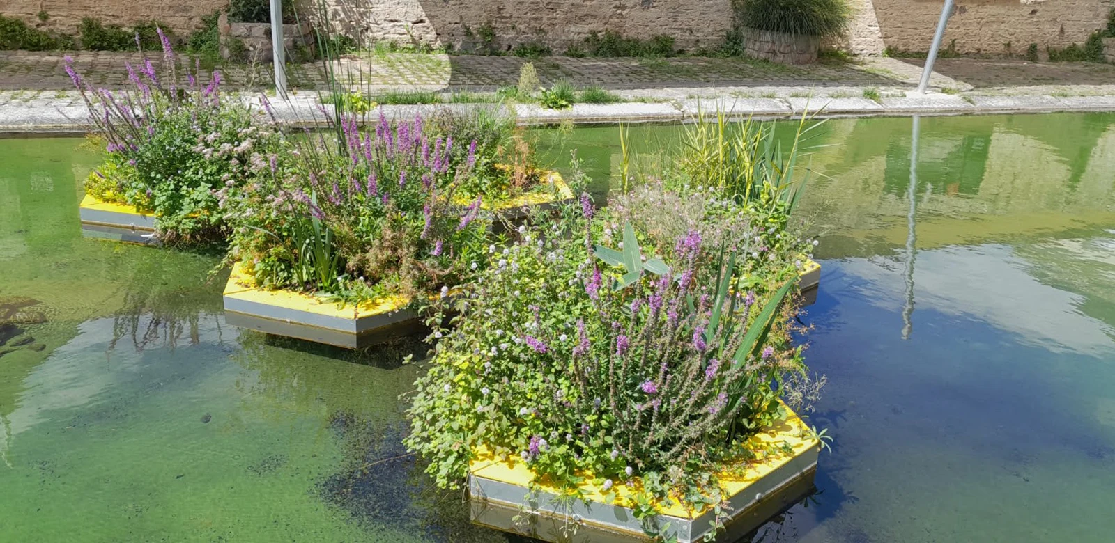 Nos solutons aloé de jardins flottants pour la renaturation et la régeneration des milieux aquatiques